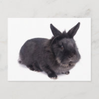lapin noir