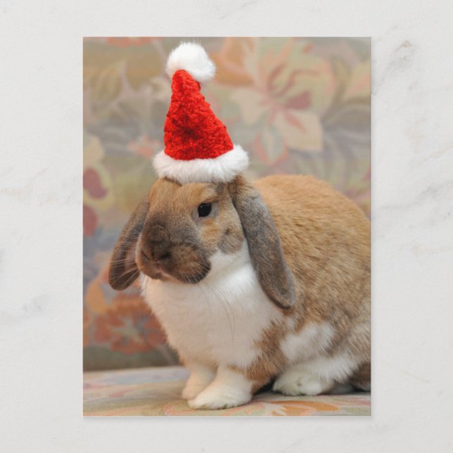 Carte Postale Lapin ou lapin nain (Devant)