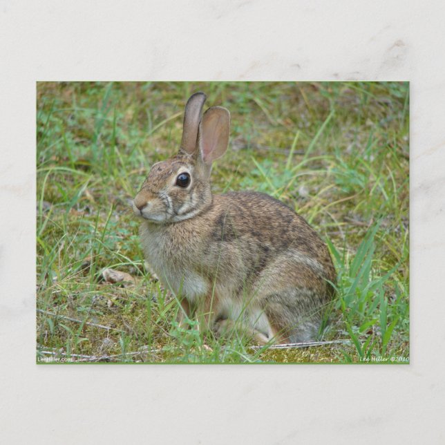 Carte Postale Lapin sauvage Est Cottontail II Vêtements et cadea (Devant)