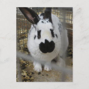 Carte Postale Lapin tacheté
