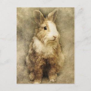 Carte Postale lapin vintage