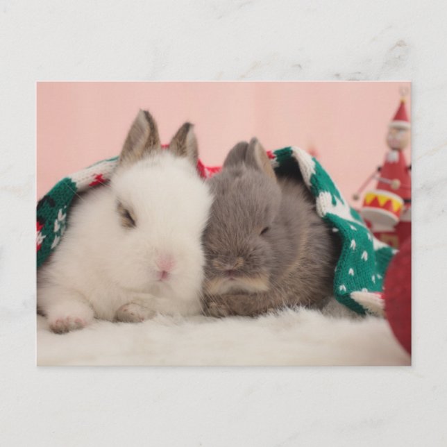 Carte Postale Lapins mini (Devant)