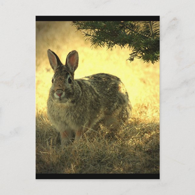 Carte postale Lapins sauvages (Devant)