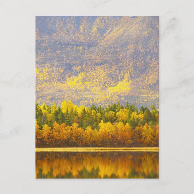 Carte Postale Laponie norvégienne aux couleurs de l'automne (Devant)