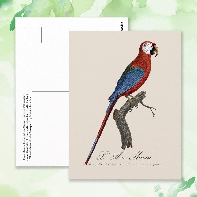 Carte Postale L'Ara Macao / Macao rouge et vert (Red-and-green Macaw, Ara chloropterus. Postcard)