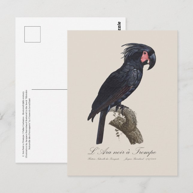 Carte Postale L'Ara Noir a Trompe / Palm Cockatoo (Devant / Derrière)