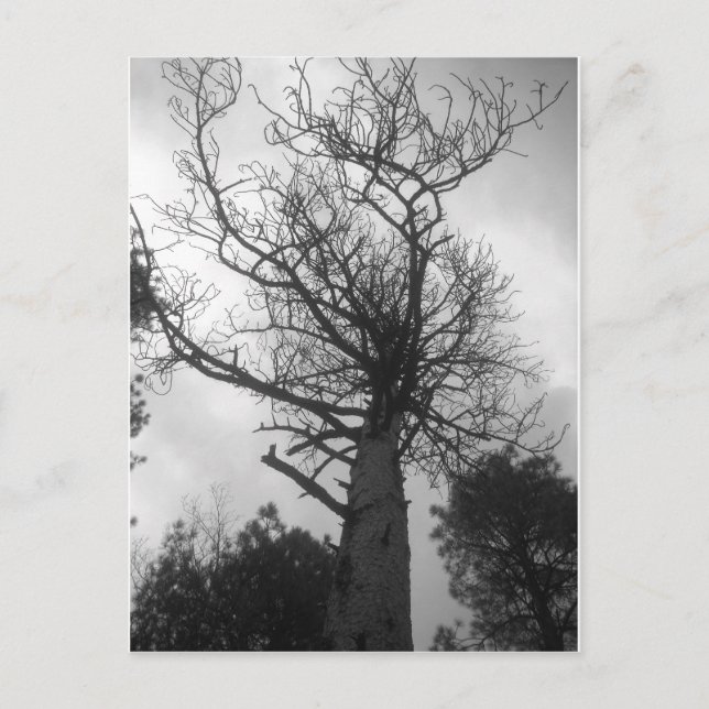 Carte Postale L'arbre (Devant)
