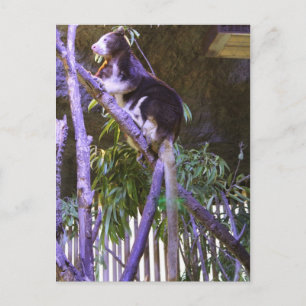 Carte Postale L'arbre de Matschie Kangaroo