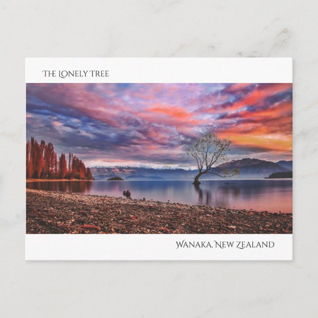 Carte Postale L'arbre solitaire - Wanaka, Nouvelle-Zélande (Devant)
