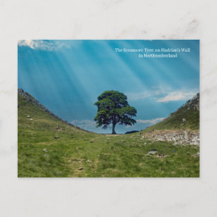 Carte Postale L'arbre Sycamore