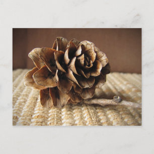 Carte Postale Larch Cone