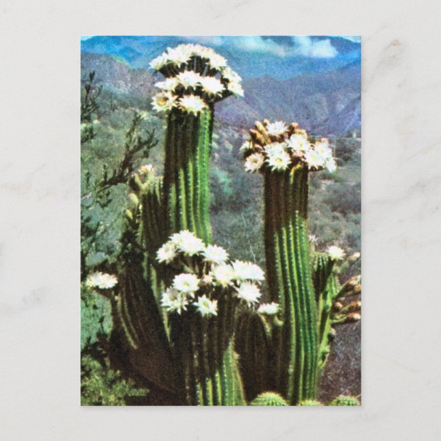 Carte Postale L'Argentine vintage, cactus fleurissant (Devant)