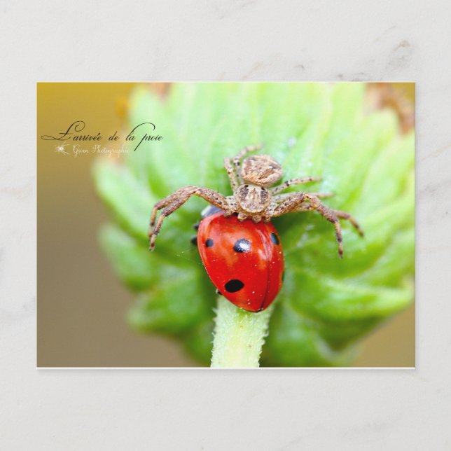 Carte Postale L'arrivée de la proie (Devant)