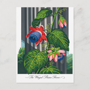 Carte Postale L'art botanique de la fleur de la passion ailée