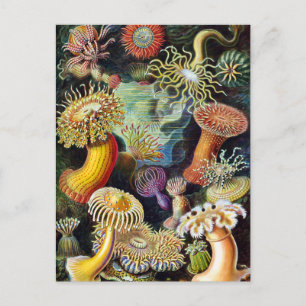 Carte Postale l'art de la nature par Ernst Haeckel