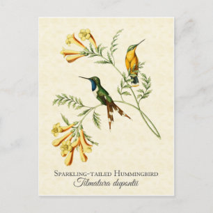Carte Postale L'art Vintage des colibris à queue mouchetée
