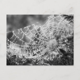 Carte Postale L'artiste de la nature - Le Web de l'araignée - Ph