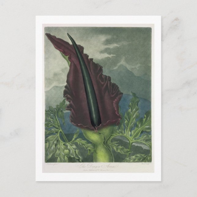 Carte Postale L'Arum du Dragon, gravé par Ward, de "The Templ (Devant)