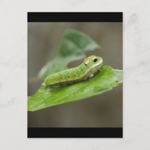 Carte Postale Larva à papillon