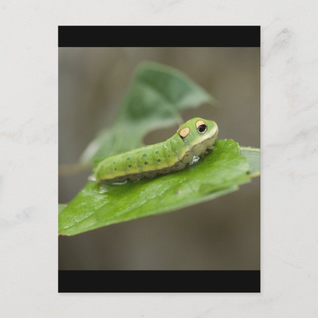 Carte Postale Larva de la chenille papillon (Devant)