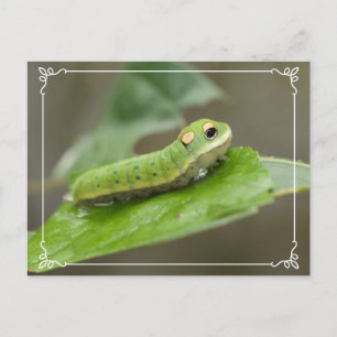 Carte Postale Larva de la chenille papillon