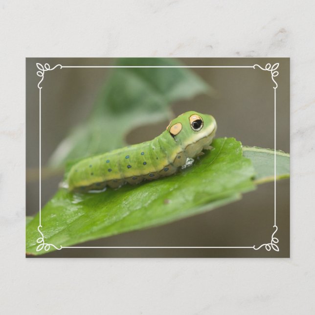 Carte Postale Larva de la chenille papillon (Devant)