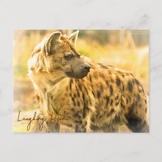 Carte Postale Laughing Hyena ポストカード (Devant)