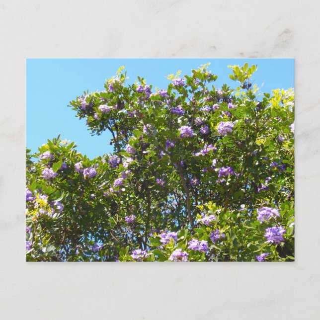 Carte Postale Laurel de montagne au printemps (Devant)