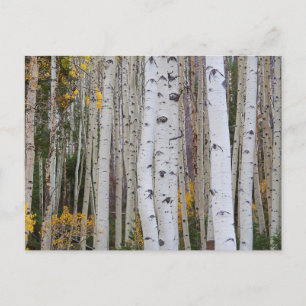 Carte Postale L'automne dans le Aspen's