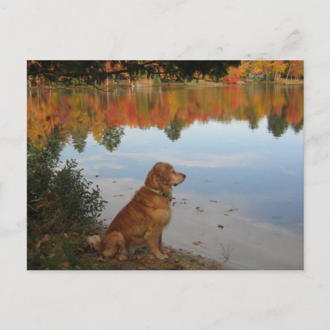 Carte Postale L'automne du Golden Retriever au lac (Devant)