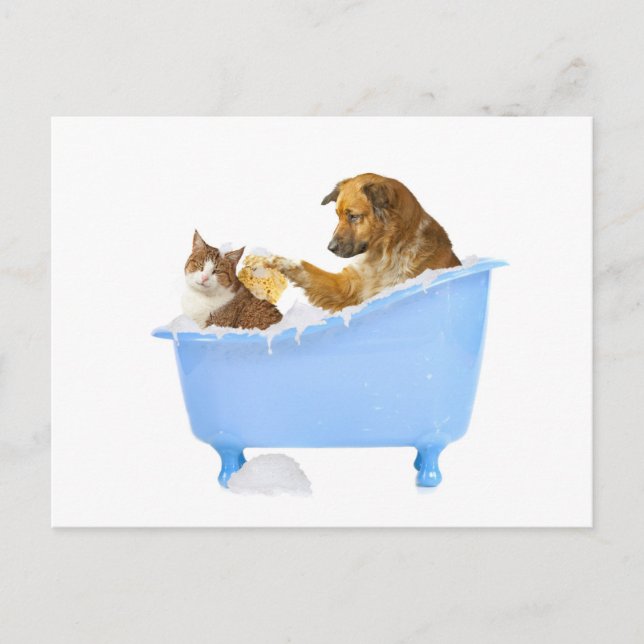 Carte Postale Lavage de chats (Devant)