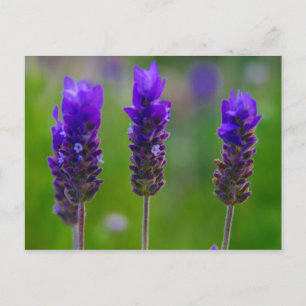 Carte Postale lavande