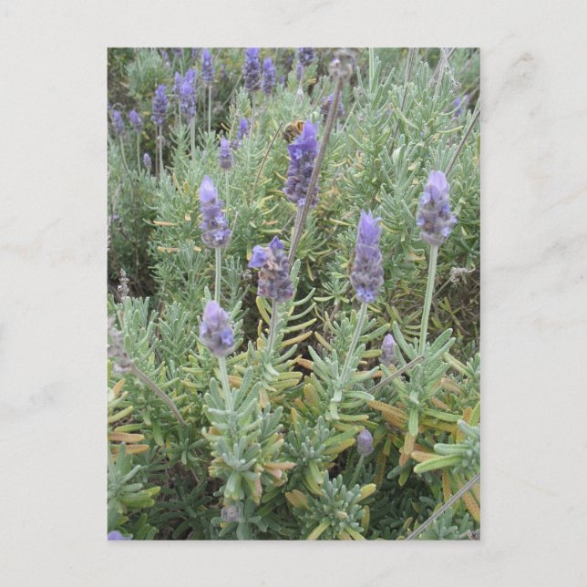 Carte Postale lavande bleue et abeille (Devant)