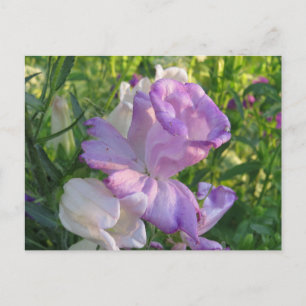 Carte Postale Lavande Campunella Bell Fleur