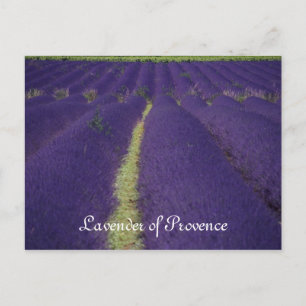 Carte Postale Lavande de Provence