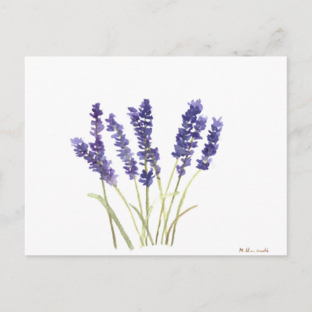 Carte Postale Lavande fleurs lavande française (Devant)