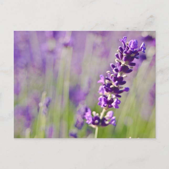 Carte Postale Lavande | Lavendel (Devant)