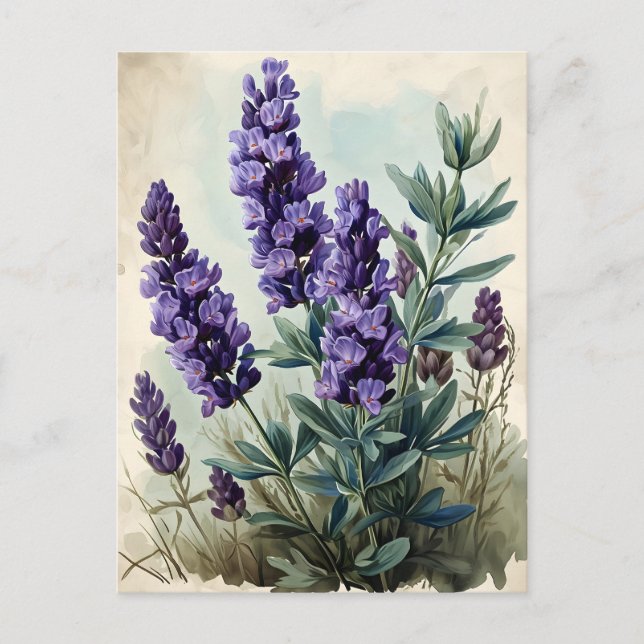Carte Postale Lavande vintage (Devant)