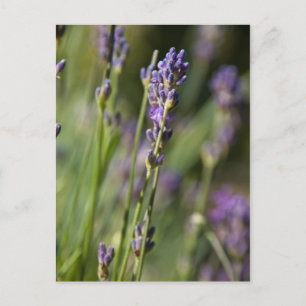 Carte postale Lavendar