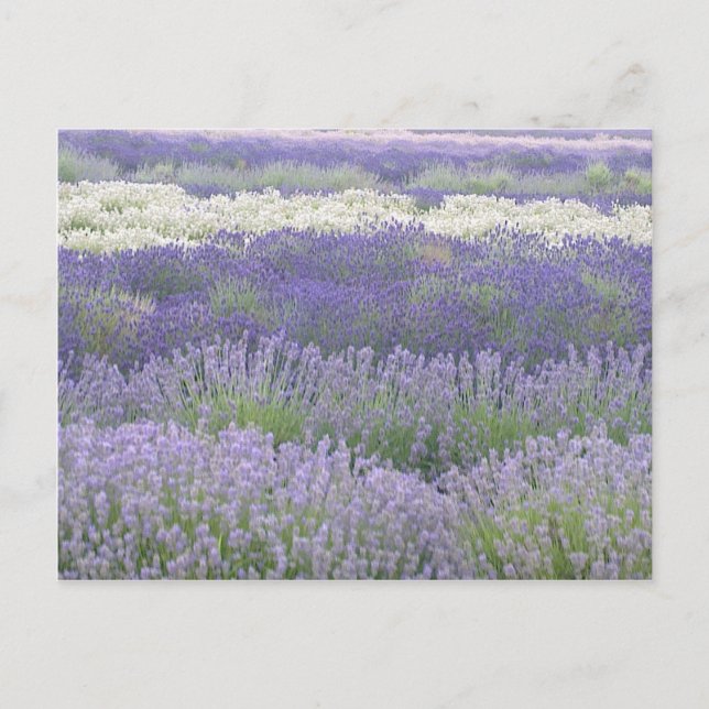 Carte postale Lavender (Devant)