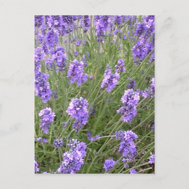 Carte postale Lavender (Devant)