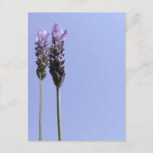 Carte postale Lavender