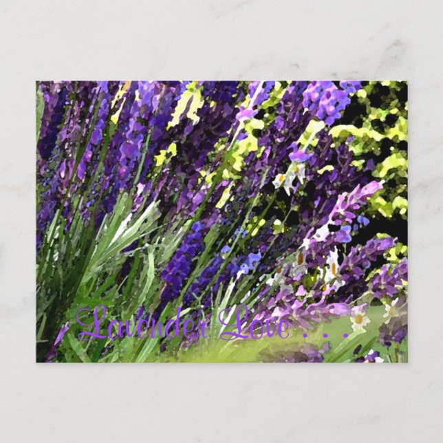 Carte postale Lavender (Devant)
