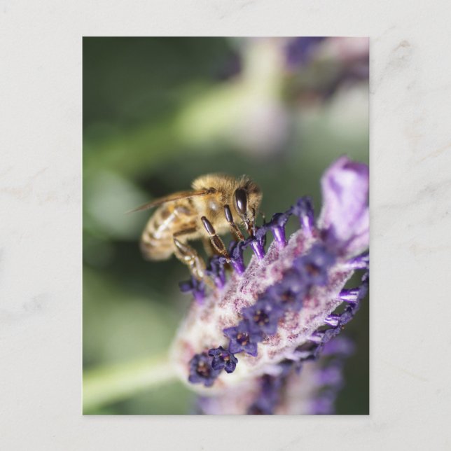 Carte Postale Lavender Bee (Devant)