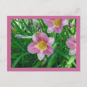 Carte Postale Lavender Daylilies