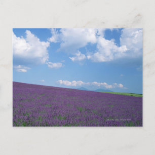 Carte Postale Lavender Field 3