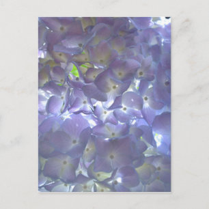Carte Postale Lavender Hydrangeas