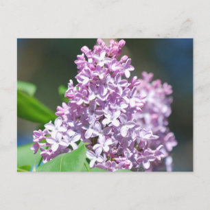 Carte postale Lavender Lilac