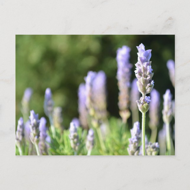 Carte postale Lavender Photography (Devant)