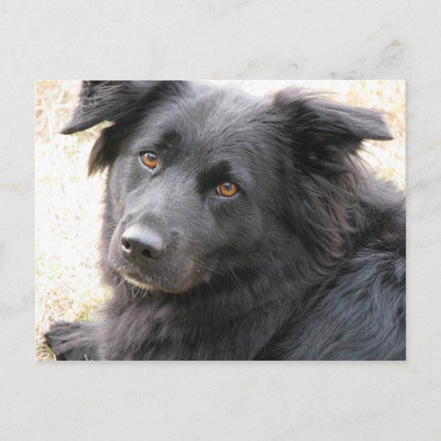 Carte Postale Layla (Devant)
